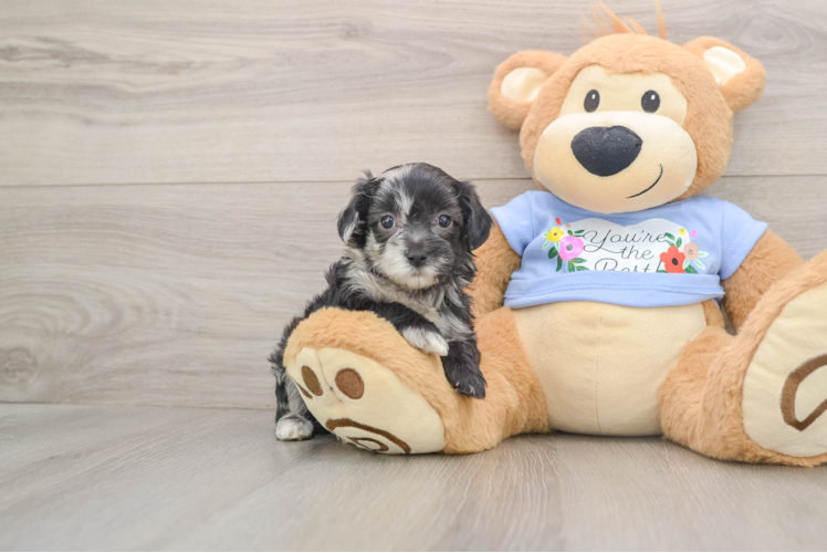 Best Maltipoo Baby