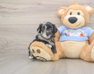 8 week old Maltipoo Puppy For Sale - Lone Star Pups