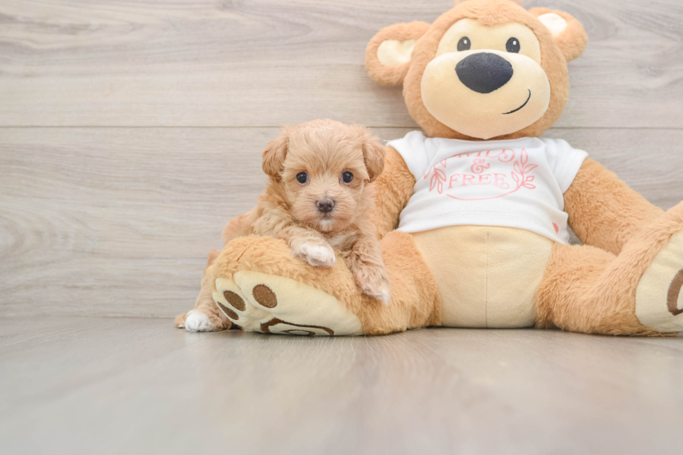 Sweet Maltipoo Baby