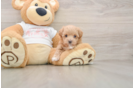 Maltipoo Puppy for Adoption