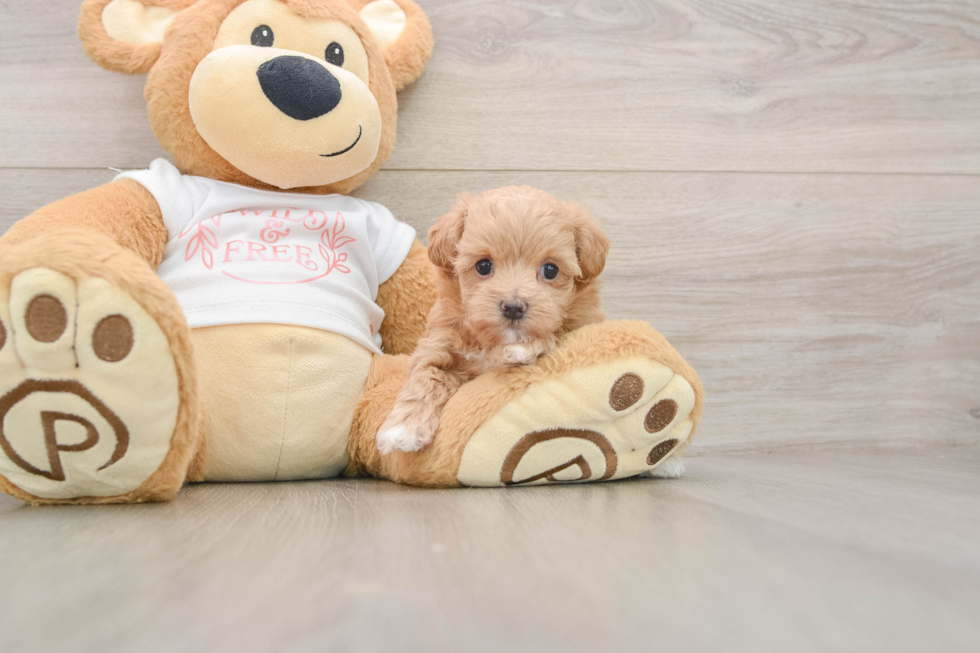 Maltipoo Puppy for Adoption
