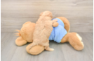 Best Maltipoo Baby