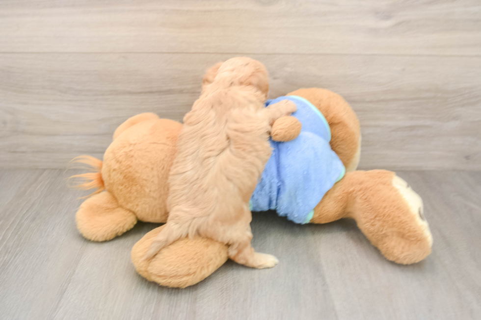 Best Maltipoo Baby