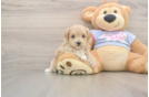 Maltipoo Puppy for Adoption