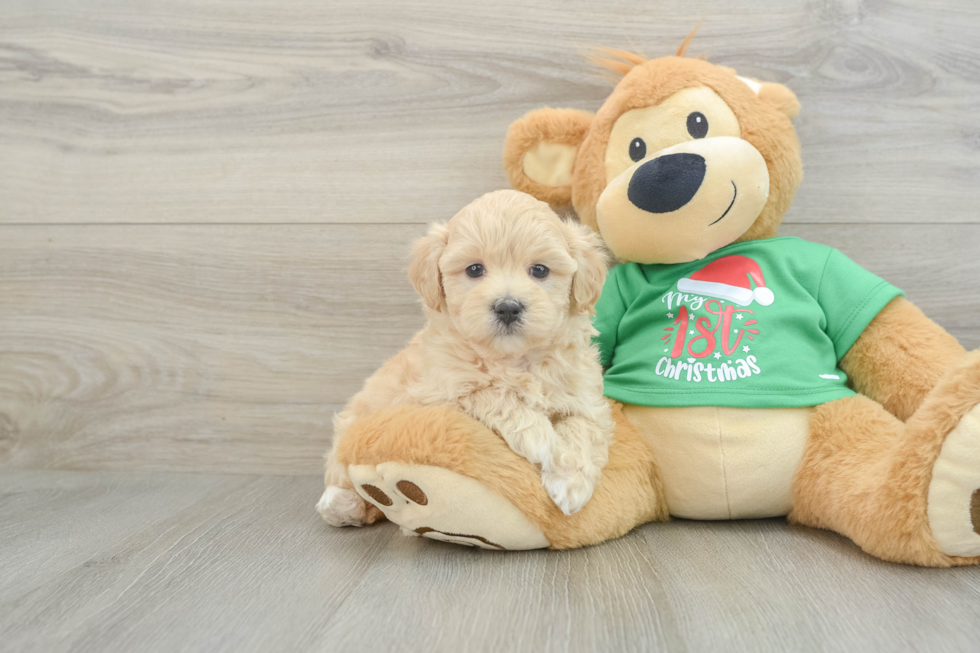 Fluffy Maltipoo Poodle Mix Pup