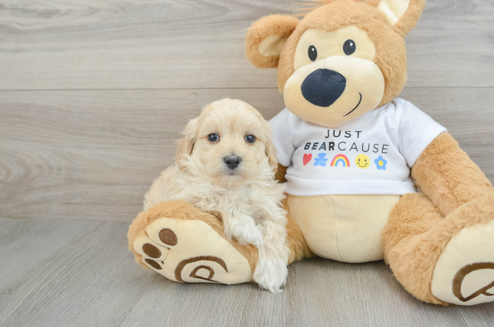 6 week old Maltipoo Puppy For Sale - Lone Star Pups