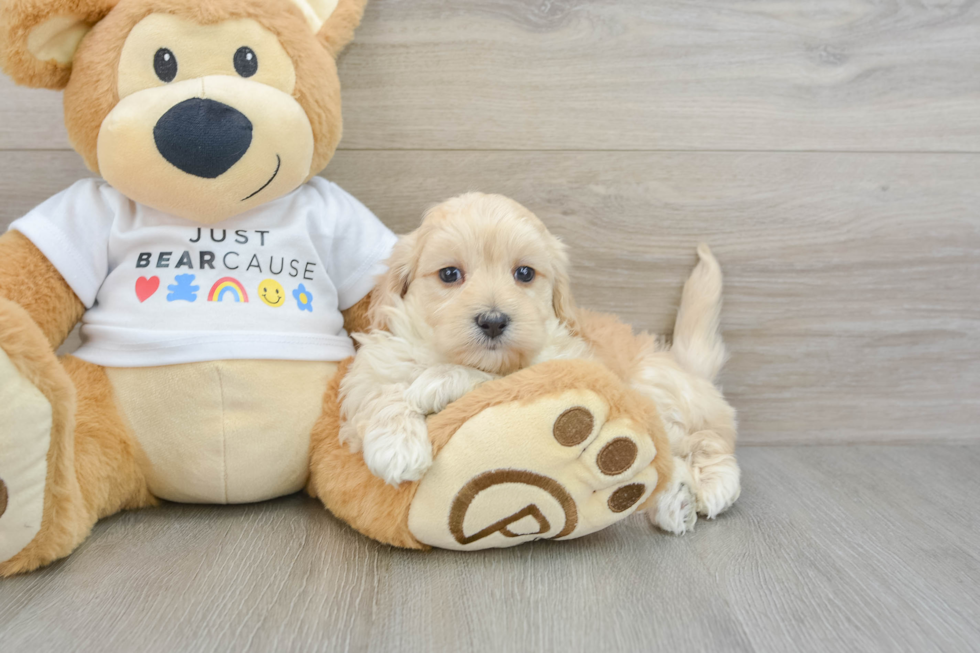 Small Maltipoo Baby