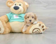 8 week old Maltipoo Puppy For Sale - Lone Star Pups