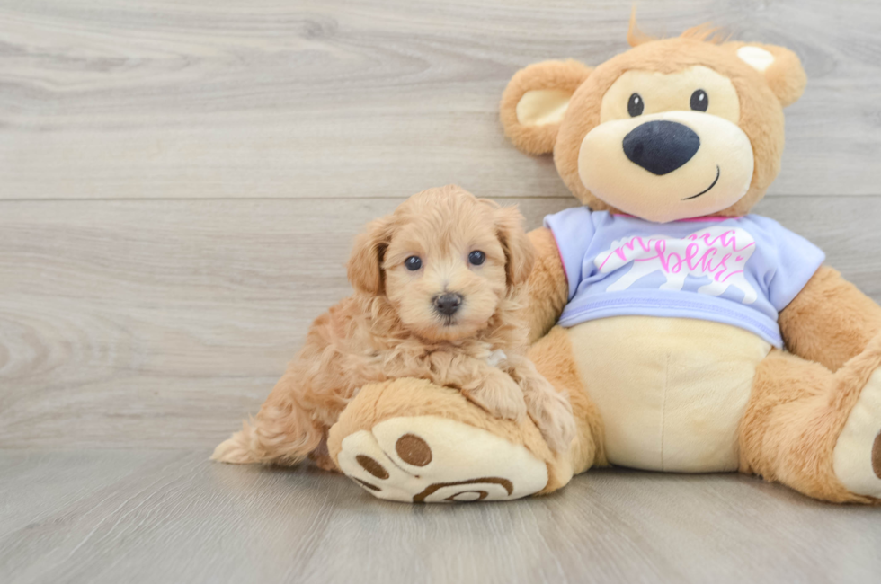 5 week old Maltipoo Puppy For Sale - Lone Star Pups