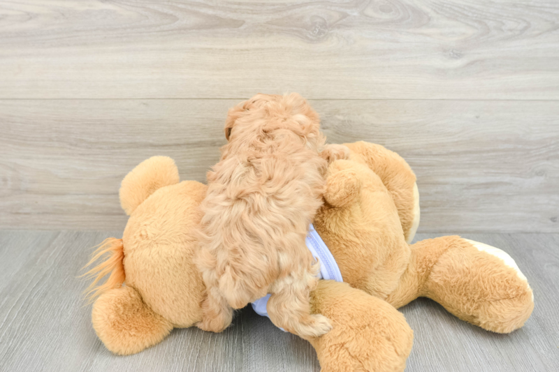 Meet Giovanni - our Maltipoo Puppy Photo 2/3 - Lone Star Pups