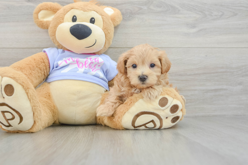 Meet Giovanni - our Maltipoo Puppy Photo 3/3 - Lone Star Pups