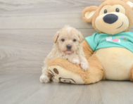 8 week old Maltipoo Puppy For Sale - Lone Star Pups