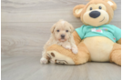 Maltipoo Puppy for Adoption