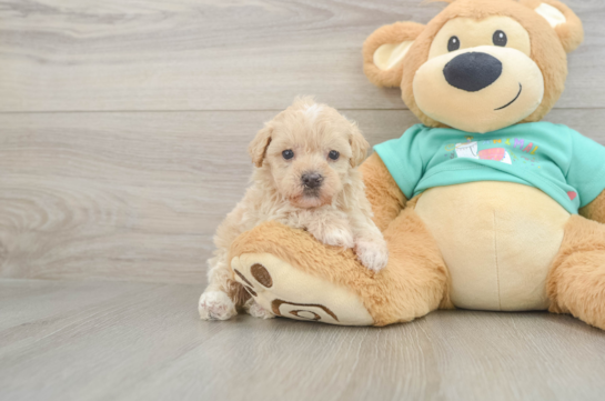 Maltipoo Puppy for Adoption