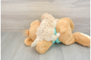 Petite Maltipoo Poodle Mix Pup