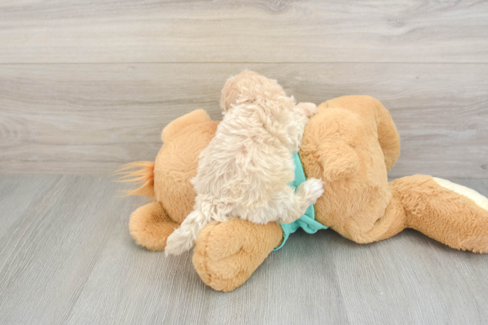 Petite Maltipoo Poodle Mix Pup