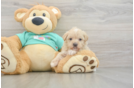 Maltipoo Pup Being Cute