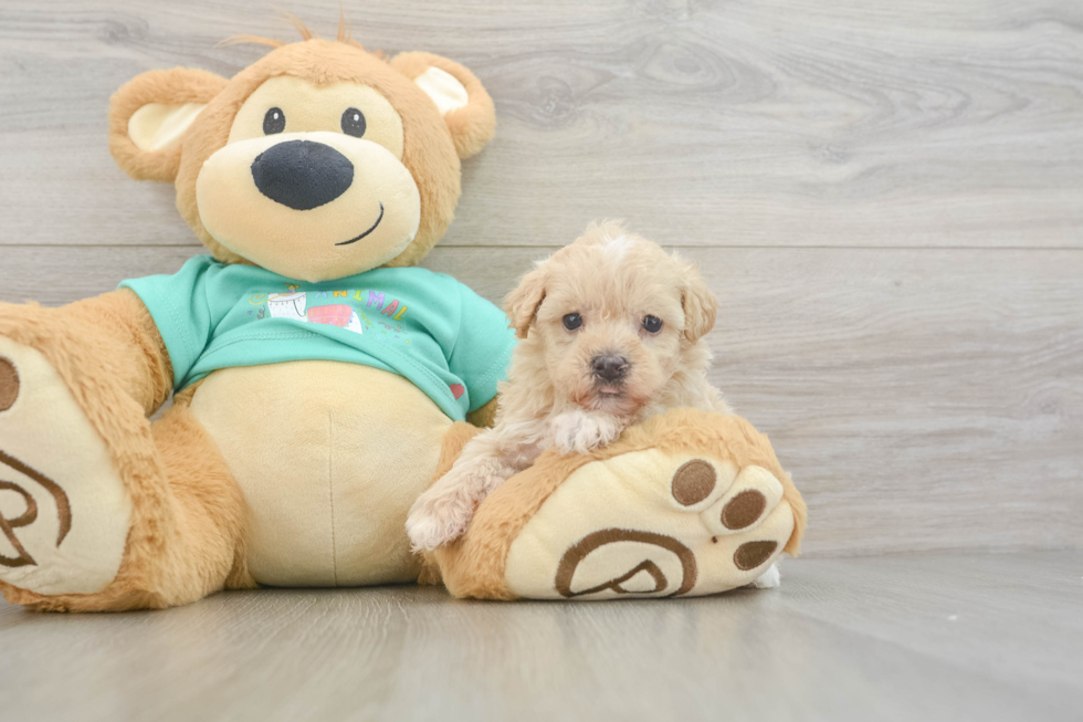 Maltipoo Pup Being Cute