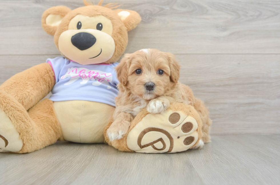 5 week old Maltipoo Puppy For Sale - Lone Star Pups