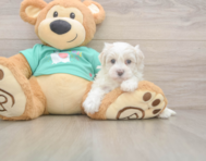 8 week old Maltipoo Puppy For Sale - Lone Star Pups