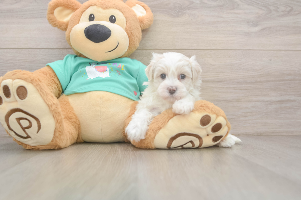 6 week old Maltipoo Puppy For Sale - Lone Star Pups