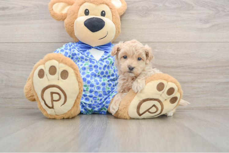 Maltipoo Pup Being Cute