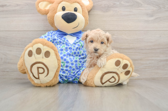 Maltipoo Pup Being Cute