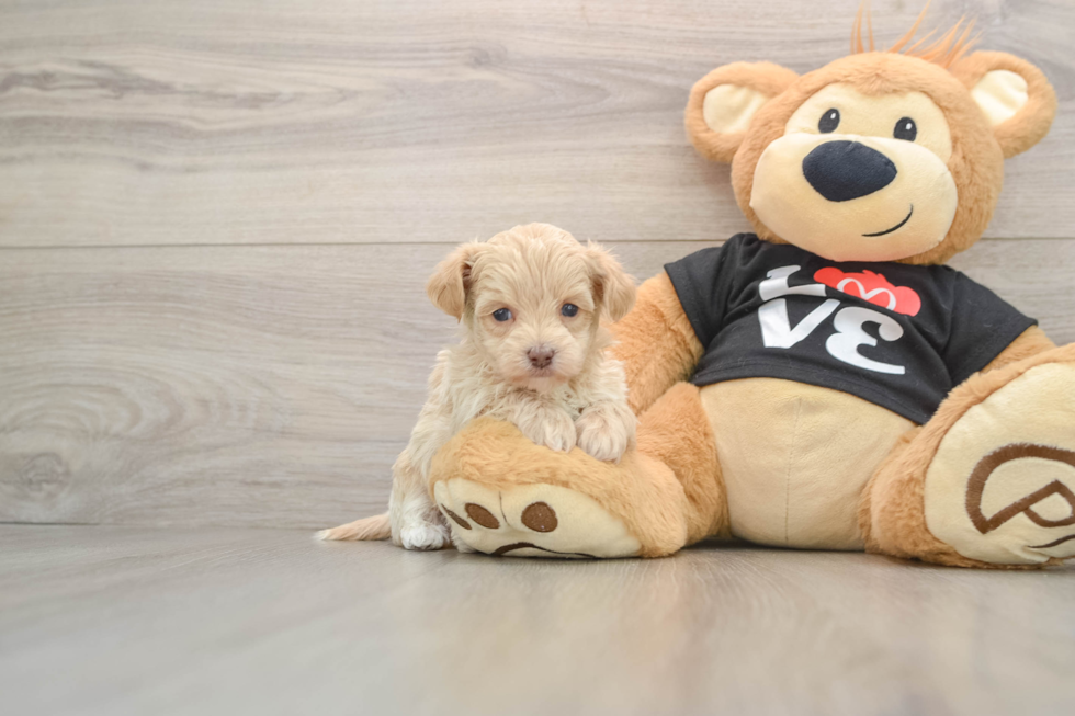 Fluffy Maltipoo Poodle Mix Pup