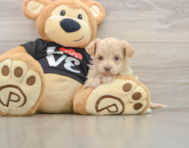 7 week old Maltipoo Puppy For Sale - Lone Star Pups