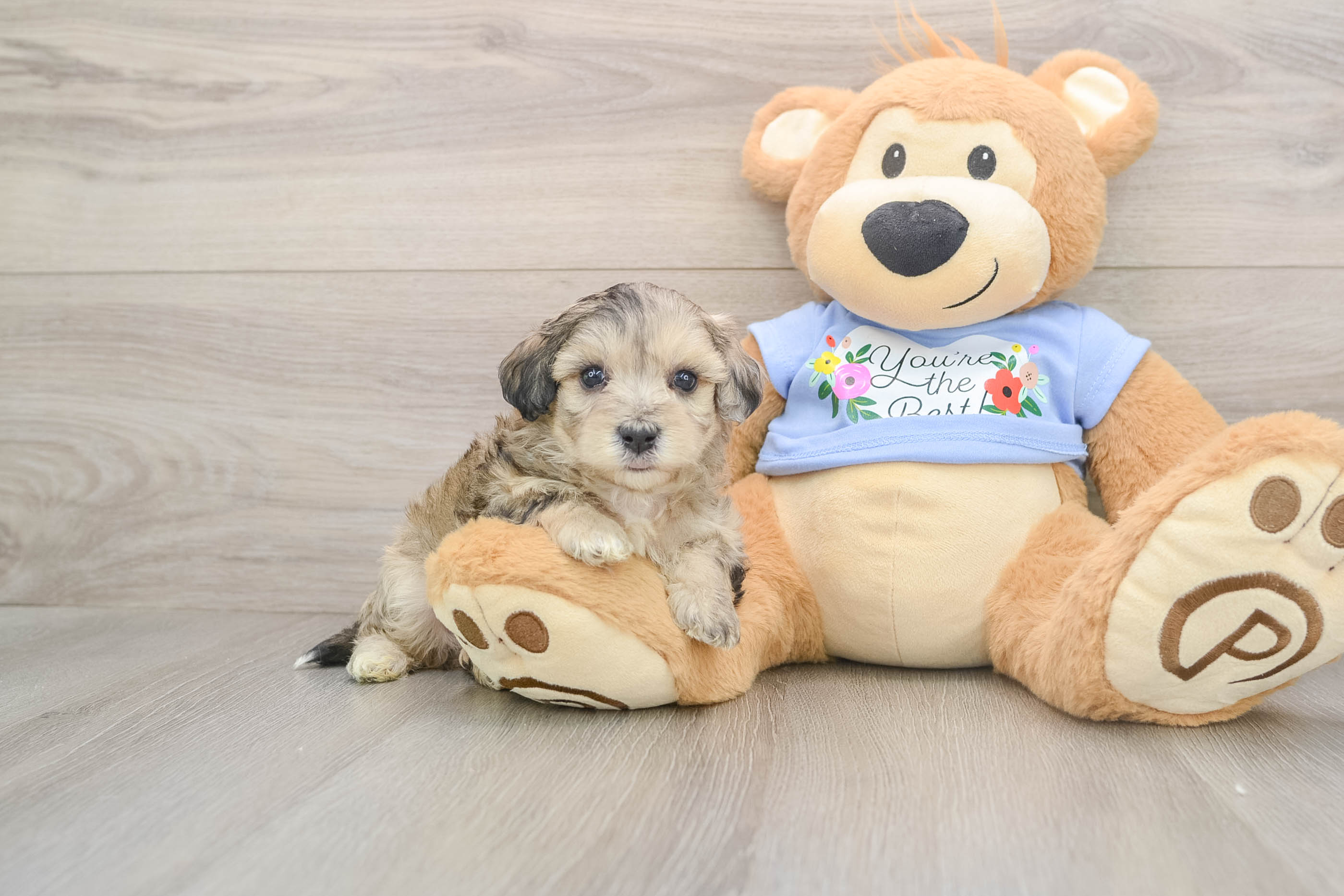 Maltipoo Puppy for Adoption