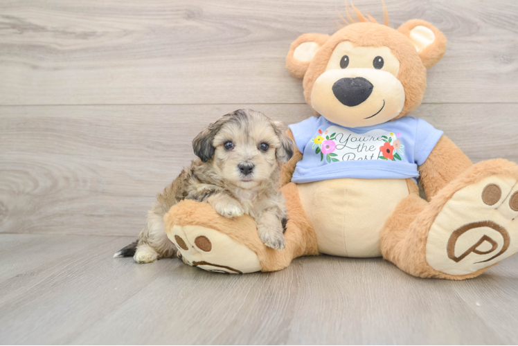 Maltipoo Puppy for Adoption