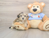 8 week old Maltipoo Puppy For Sale - Lone Star Pups