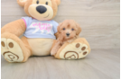 Happy Maltipoo Baby