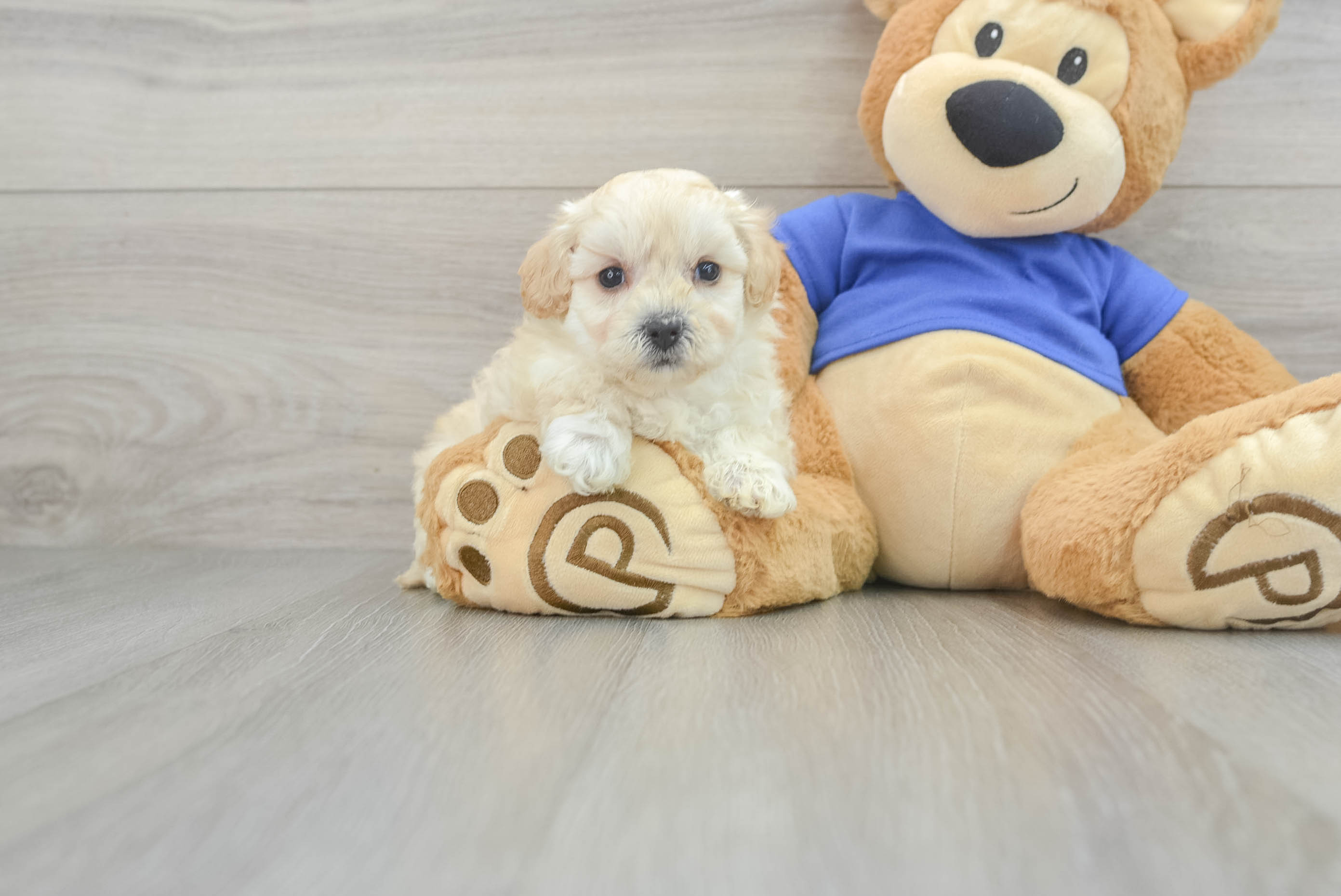 Best Maltipoo Baby
