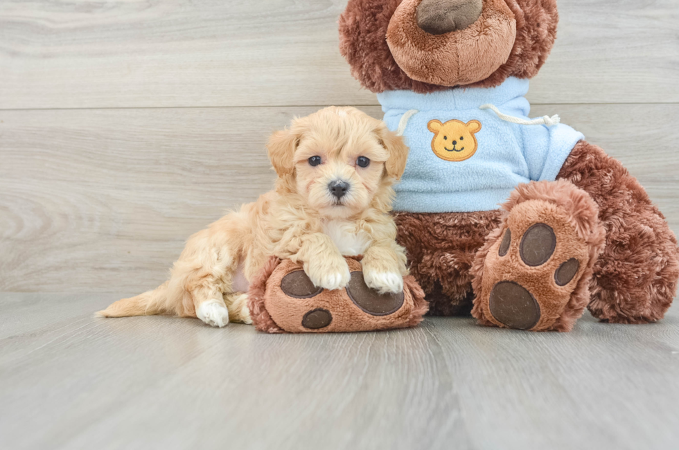 8 week old Maltipoo Puppy For Sale - Lone Star Pups