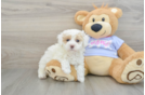 Maltipoo Pup Being Cute