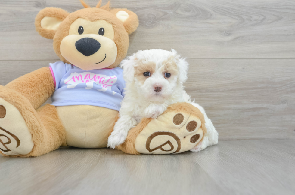 5 week old Maltipoo Puppy For Sale - Lone Star Pups