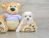 8 week old Maltipoo Puppy For Sale - Lone Star Pups
