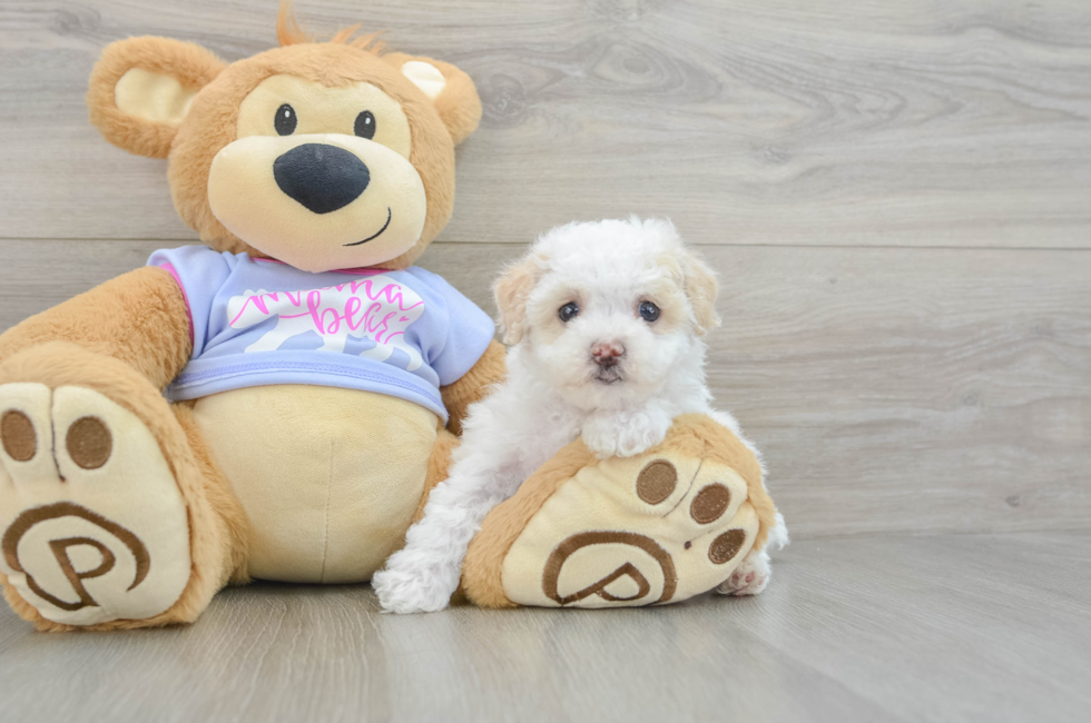 5 week old Maltipoo Puppy For Sale - Lone Star Pups