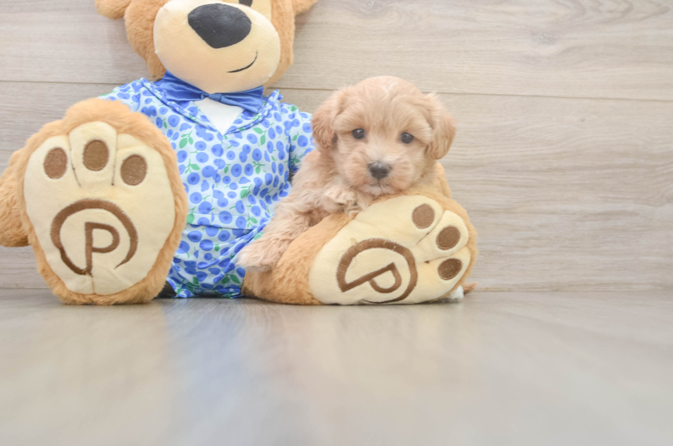 6 week old Maltipoo Puppy For Sale - Lone Star Pups