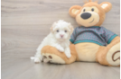 Maltipoo Pup Being Cute