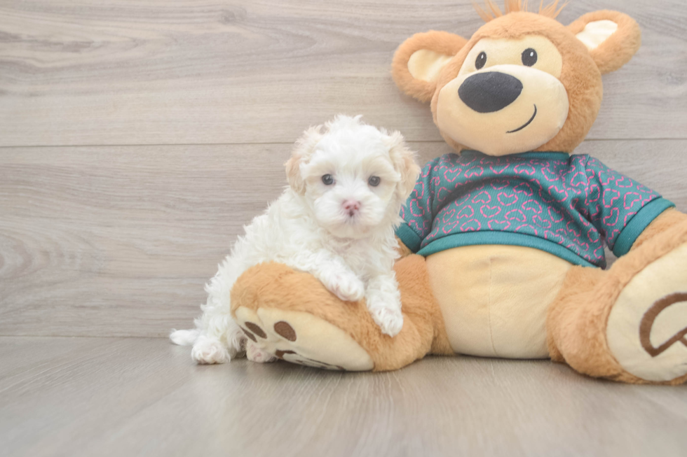 Maltipoo Pup Being Cute