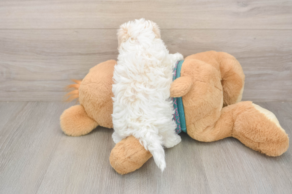 Popular Maltipoo Poodle Mix Pup