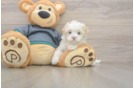 Maltipoo Puppy for Adoption