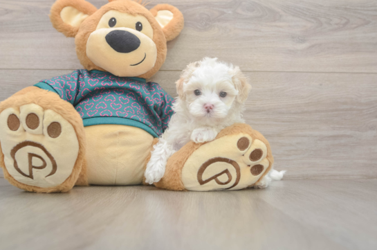 Maltipoo Puppy for Adoption