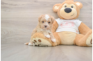 Little Malt Oodle Poodle Mix Puppy