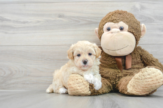 Cute Maltipoo Baby