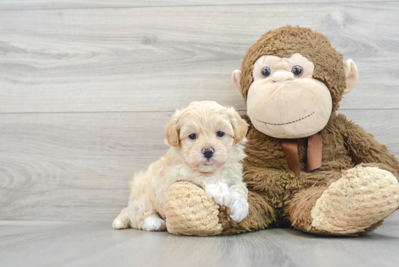 Meet Gracie - our Maltipoo Puppy Photo 1/3 - Lone Star Pups