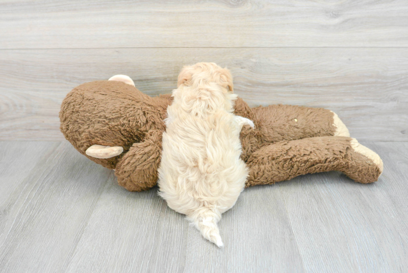 Meet Gracie - our Maltipoo Puppy Photo 2/3 - Lone Star Pups