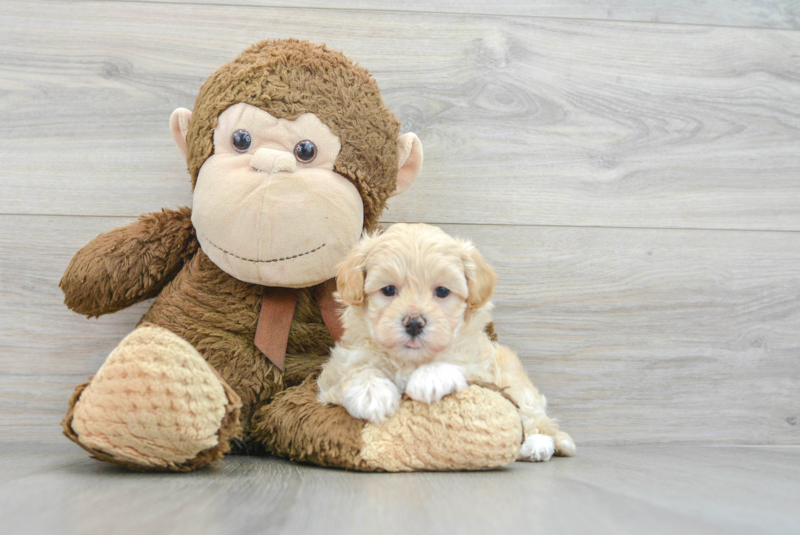 Meet Gracie - our Maltipoo Puppy Photo 3/3 - Lone Star Pups